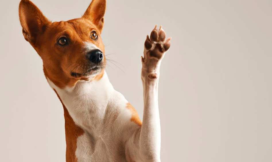 Cuidados de las almohadillas en los perros